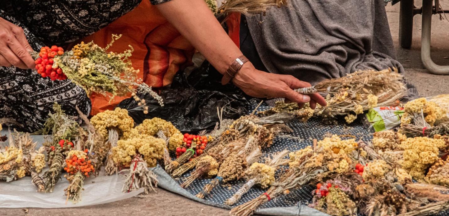 Mains de femmes qui touchent des brins de fleur fanée